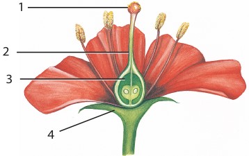 أقسام الزهرة